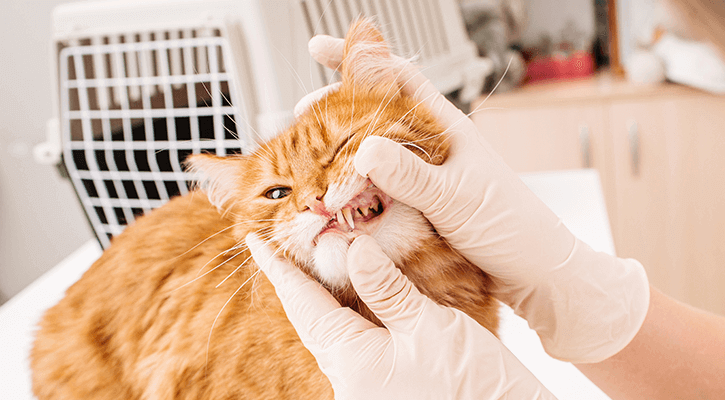 cat teeth cleaning services