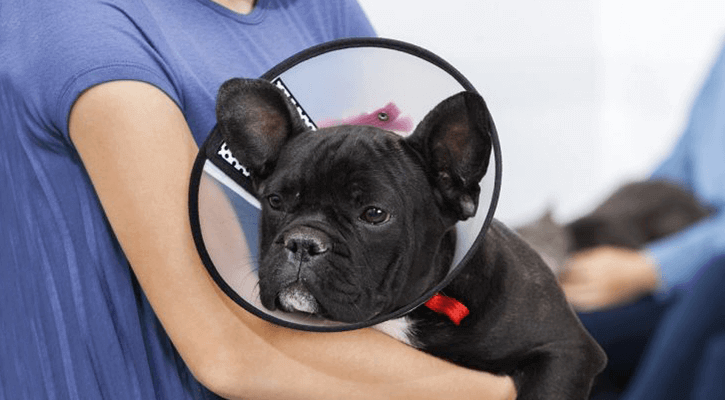 spay and neuter dog surgery