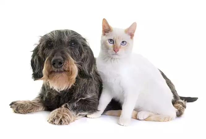 dog and cat vaccinations