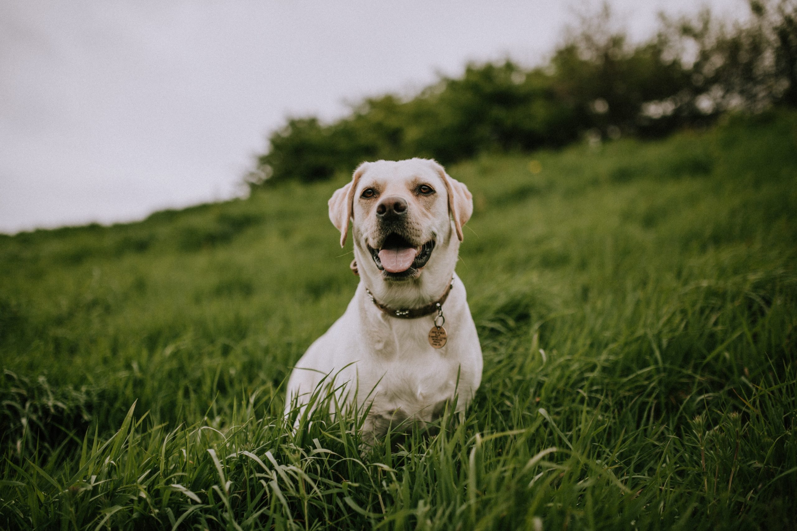 dog laying in grass field