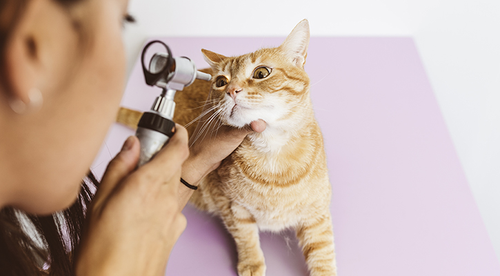 cat diagnostic appointment