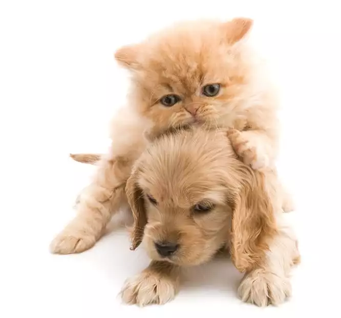 puppy and kitten behavior