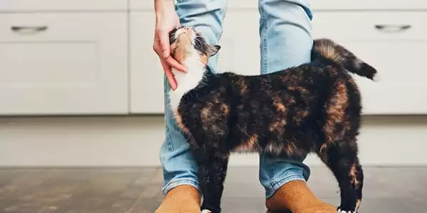 petting cat at veterinarian clinic
