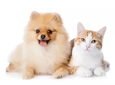 spayed dog and cat